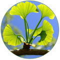 Gingko Biloba